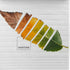 Colcha Leaf Pantone