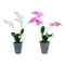 Planta Decorativa DKD Home Decor 30 x 22 x 51 cm Gris Lila Blanco Orquídea (2 Unidades)