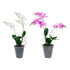 Planta Decorativa DKD Home Decor 30 x 22 x 51 cm Gris Lila Blanco Orquídea (2 Unidades)
