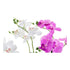 Planta Decorativa DKD Home Decor 30 x 22 x 51 cm Gris Lila Blanco Orquídea (2 Unidades)
