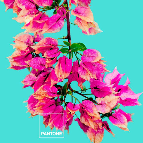 Colcha Bugnavilla Pantone